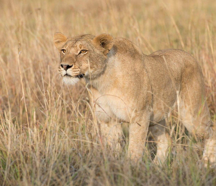 Lion